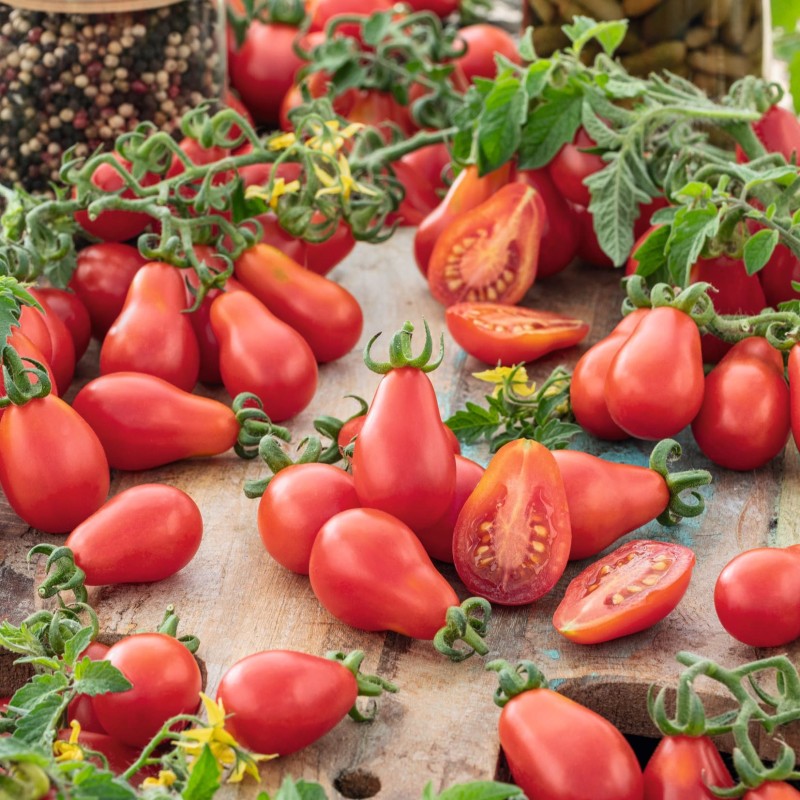 Tomate Red pear