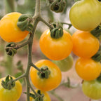 Tomate Snowberry