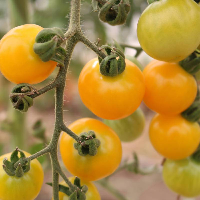 Tomate Snowberry