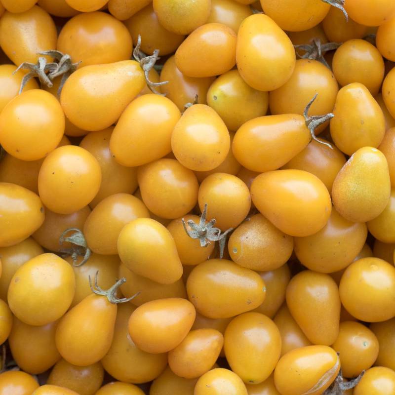 Tomate Yellow Submarine
