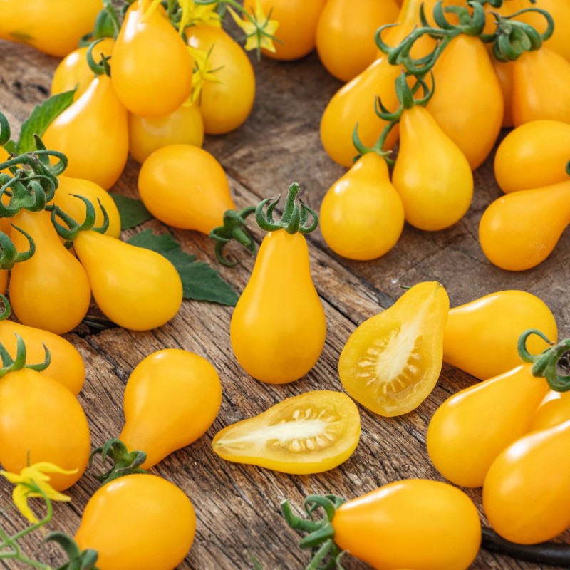Tomate Yellow Submarine
