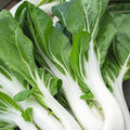 Verdura asiática Pak-Choi