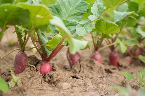 Como Cultivar Rabanete